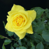Fresia - Rambler Rose - Rosa Fresia