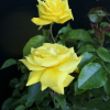 Fresia - Mehrblütige Rose - Rosa Fresia