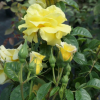 Golden Showers - Climbing Rose - Rosa Golden Showers