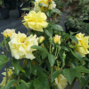 Golden Showers - Climbing Rose - Rosa Golden Showers