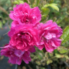 F.J. Grootendorst- Park Rose - Rosa F.J. Grootendorst