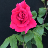 Hanne - Grandiflora Rose - Rosa Hanne