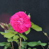 Julia - róża parkowa - Rosa Julia