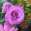 Lila Wunder - Park Rose - Rose Lila Wunder