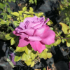Lila Wunder - Park Rose - Rose Lila Wunder