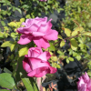 Lila Wunder - Parkrose - Rose Lila Wunder