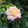 Peace - Großblütige Rose - Rose Peace