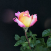 Peace - Grandiflora Rose - Rose Peace