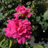 Pink Peace - Grandiflora Rose - Rosa Pink Peace