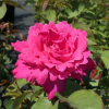 Pink Peace - Grandiflora Rose - Rosa Pink Peace