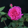 Pink Peace - Grandiflora Rose - Rosa Pink Peace