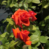 Sika - Grandiflora Rose - Rosa - Sika