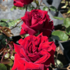 Tenerife - Grandiflora Rose - Rose Tenerife