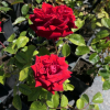 Tenerife - Grandiflora Rose - Rose Tenerife