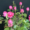 Tom Tom - Rambler Rose - Rosa Tom Tom