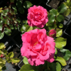 Tom Tom - Rambler Rose - Rosa Tom Tom