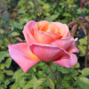 Troika - Grandiflora Rose - Rosa - Troika