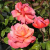 Troika - Grandiflora Rose - Rosa - Troika