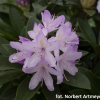 Bezděz - Rhododendron hybrid - Rhododendron hybridum 'Bezděz'