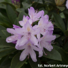 Bezděz - różanecznik wielkokwiatowy - Rhododendron hybridum 'Bezděz'