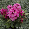 Děvín PBR - różanecznik wielkokwiatowy - Rhododendron hybridum 'Děvín' PBR