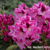 Děvín PBR - Rhododendron hybrid - Rhododendron hybridum 'Děvín' PBR