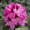 Děvín PBR - różanecznik wielkokwiatowy - Rhododendron hybridum 'Děvín' PBR