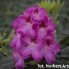 Ještěd PBR  - Rhododendron hybrid - Rhododendron hybridum 'Ještěd' PBR