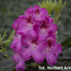 Ještěd PBR - różanecznik wielkokwiatowy - Rhododendron hybridum 'Ještěd' PBR