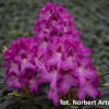 Ještěd PBR - różanecznik wielkokwiatowy - Rhododendron hybridum 'Ještěd' PBR