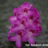 Ještěd PBR  - Rhododendren Hybride - Rhododendron hybridum 'Ještěd' PBR