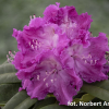 Kokořín - różanecznik wielkokwiatowy - Rhododendron hybridum 'Kokořín'