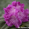 Kokořín - Rhododendren Hybride - Rhododendron hybridum 'Kokořín'