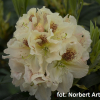 Orlik - różanecznik wielkokwiatowy - Rhododendron hybridum 'Orlik'