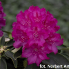Říp PBR - Rhododendron hybrid - Rhododendron hybridum - 'Říp' PBR