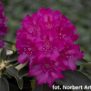 Říp PBR - różanecznik wielkokwiatowy - Rhododendron hybridum - 'Říp' PBR