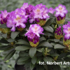 Střekov - różanecznik wielkokwiatowy - Rhododendron hybridum 'Střekov'