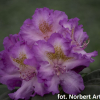 Střekov - Rhododendron hybrid - Rhododendron hybridum 'Střekov'