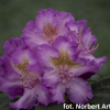 Střekov - różanecznik wielkokwiatowy - Rhododendron hybridum 'Střekov'