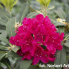 Vranov PBR - różanecznik wielkokwiatowy - Rhododendron hybridum 'Vranov' PBR