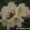 Zebín PBR - różanecznik wielkokwiatowy - Rhododendron hybridum 'Zebín' PBR