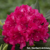 Double Kiss - różanecznik wielkokwiatowy - Double Kiss - Rhododendron hybridum