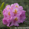 Late Kiss - Rhododendron Hybride - Late Kiss - Rhododendron hybridum