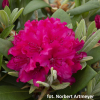 Neon Kiss - Rhododendron hybrids - Neon Kiss - Rhododendron hybridum