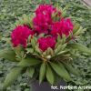 Neon Kiss - Rhododendron Hybride - Neon Kiss - Rhododendron hybridum