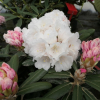 Edelweiss - różanecznik selekt degronianum ssp. yakushimanum - Edelweiss -  Rhododendron selekt degronianum ssp. yakushimanum