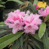 Fuju-kaku-no-matsu - Rhododendron makinoi - Fuju-kaku-no-matsu - Rhododendron makinoi