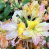 Pinokio - Азалия крупноцветковая - Pinokio - Rhododendron (Azalea)