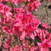 Rosy Lights - Azalea - Rosy Lights - Rhododendron  (Azalea)