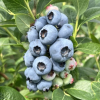 Chandler - Highbush blueberry - Chandler - Vaccinium corymbosum